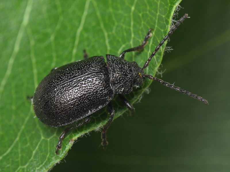 Galeruca tanaceti (Linnaeus, 1758)
